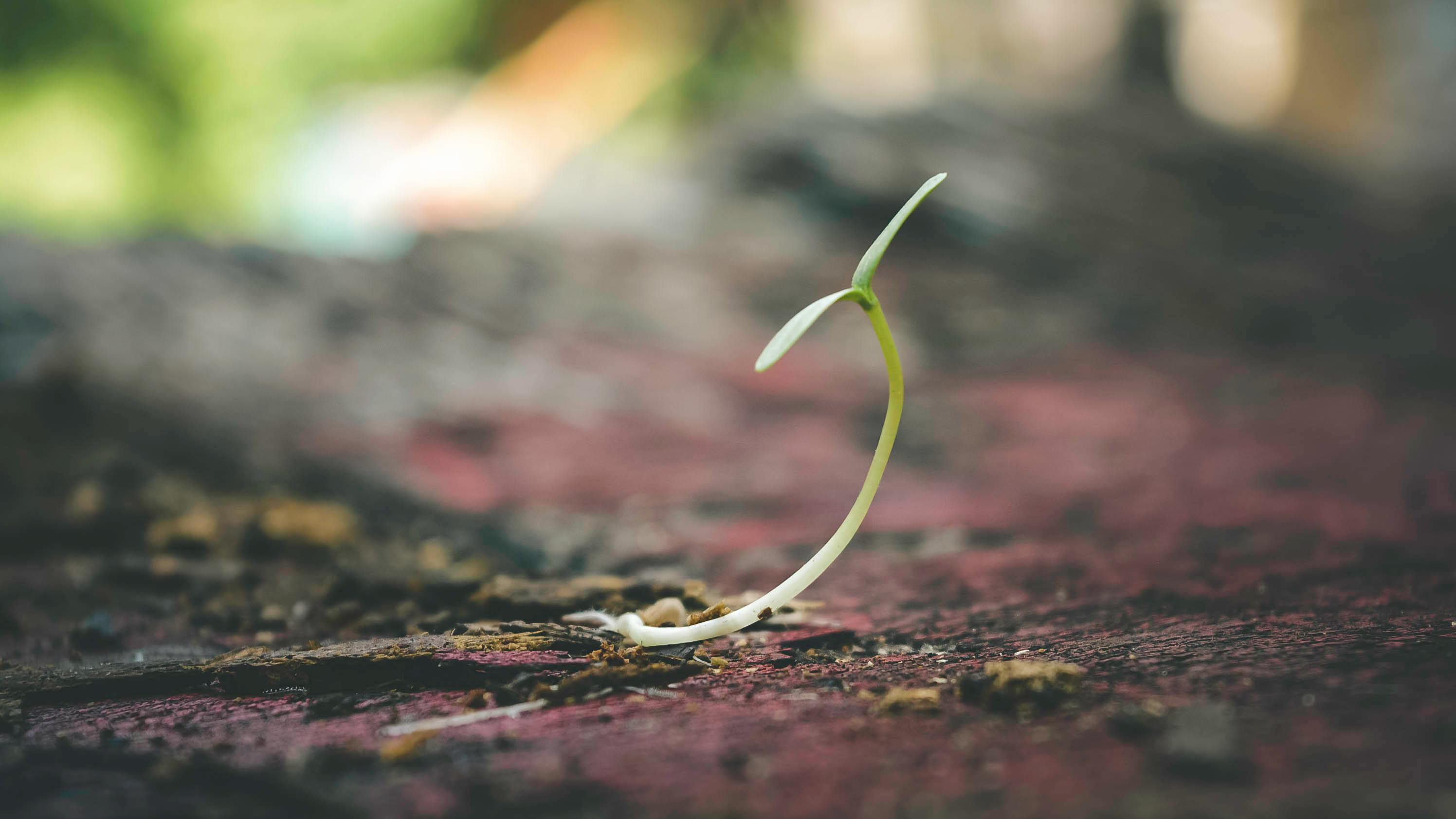 A small sprout growing from the ground, symbolizing hope and renewal.